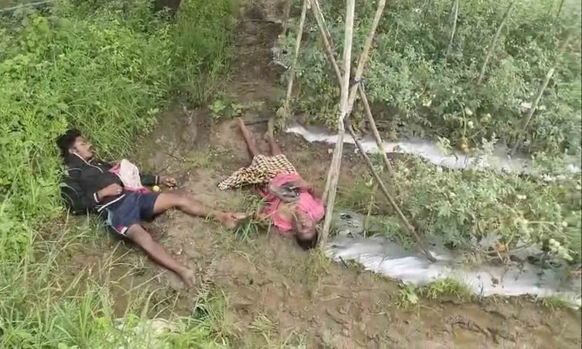 टमाटर चोरी करने खेत में घुसे पिता-पुत्र करंट की चपेट में, दोनों की मौत