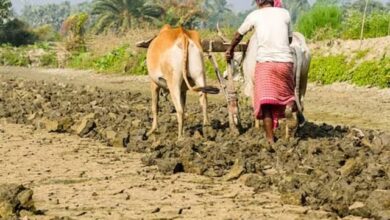The farmer will get compensation for the insurance of the bull after 15 years