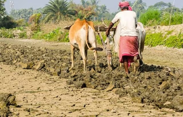 The farmer will get compensation for the insurance of the bull after 15 years