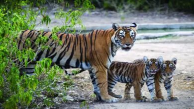 कान्हा-बांधवगढ़ से छत्तीसगढ़ लाए जाएंगे बाघ, उदंती और तमोर रिजर्व में होगी शिफ्टिंग