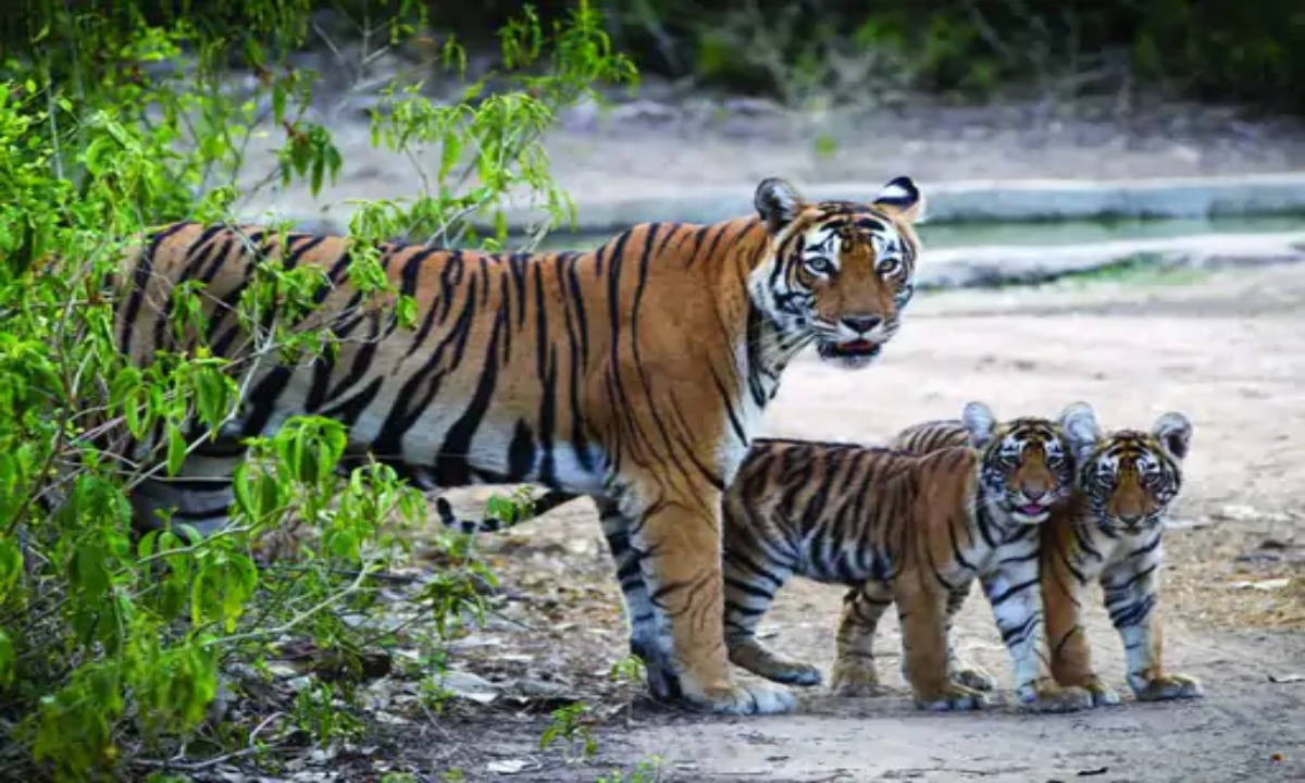 कान्हा-बांधवगढ़ से छत्तीसगढ़ लाए जाएंगे बाघ, उदंती और तमोर रिजर्व में होगी शिफ्टिंग