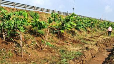 National Highways in Chhattisgarh become green corridors, NHAI plants 2.71 lakh saplings