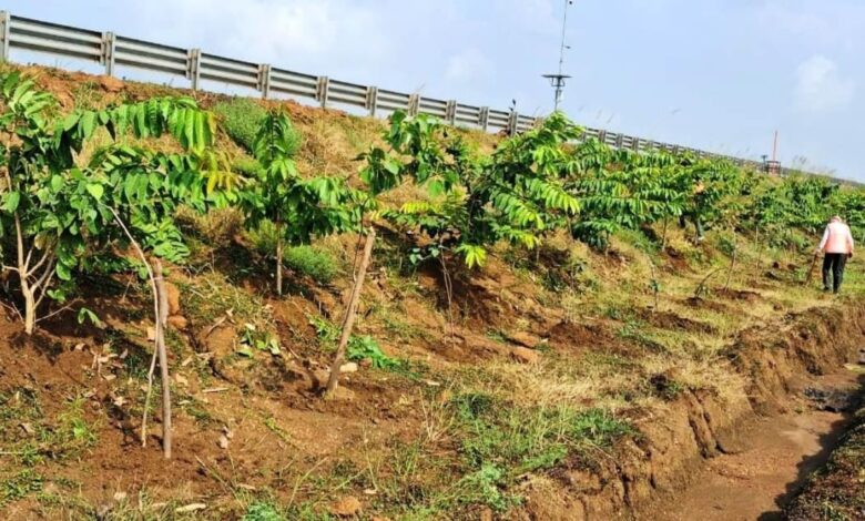National Highways in Chhattisgarh become green corridors, NHAI plants 2.71 lakh saplings