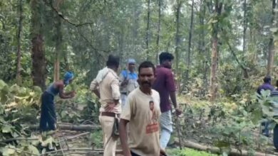 डूमरपारा में एमआरएस मिनरल्स द्वारा अवैध पेड़ कटाई का खुलासा, वन विभाग ने लकड़ी जब्त की