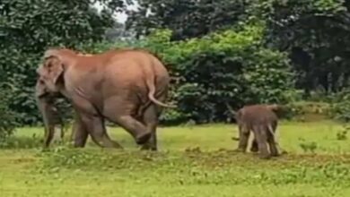 Baby elephant born in Raigad forest: 3 cubs in 2 months, a group of 47 elephants roam in the bark range