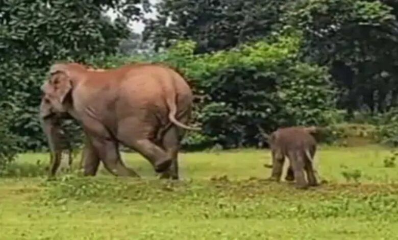 Baby elephant born in Raigad forest: 3 cubs in 2 months, a group of 47 elephants roam in the bark range