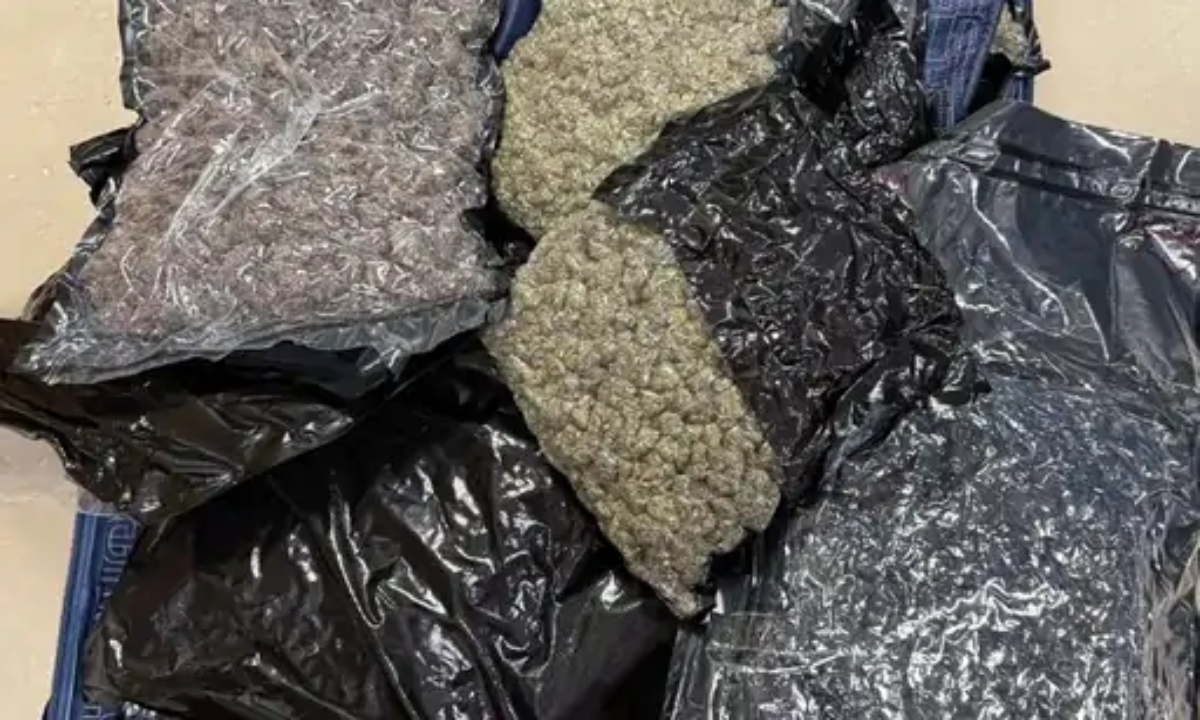 Major crackdown at airport: Drones, marijuana worth Rs 4 crore and exotic animals seized
