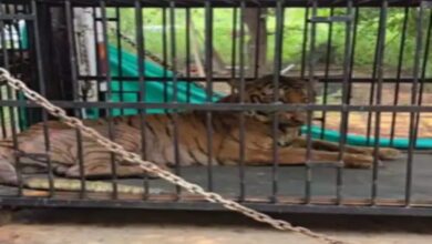Tigress 'Bijli' Vantara shifted from Raipur Jungle Safari, action taken against forest officials
