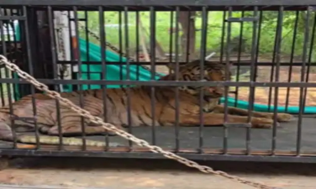 Tigress 'Bijli' Vantara shifted from Raipur Jungle Safari, action taken against forest officials