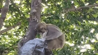 In Prayagraj, a monkey snatched 500 rupee notes from a tree and stole lakhs of rupees meant for land registration.