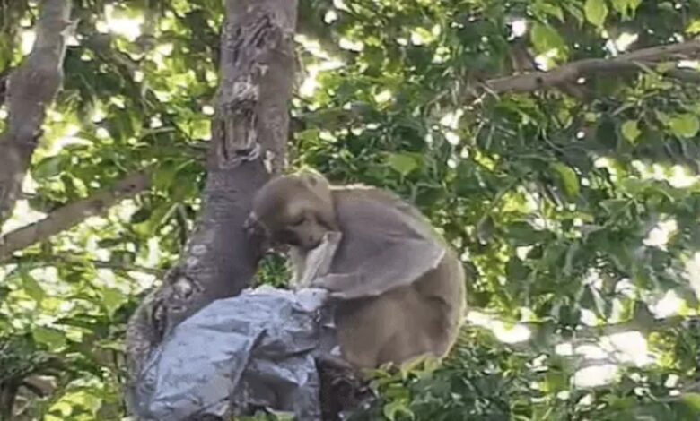 In Prayagraj, a monkey snatched 500 rupee notes from a tree and stole lakhs of rupees meant for land registration.