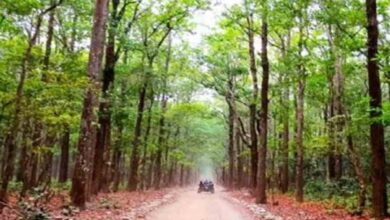 बस्तर के आसना में खुलेगा राज्य का पहला वन विज्ञान केन्द्र