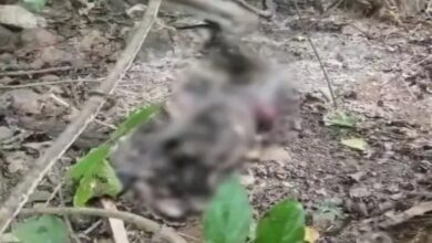 Half-burnt body of woman found: marks tied with saree on legs, suspicion of burning after murder