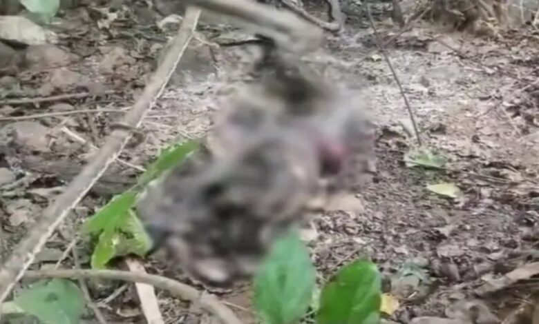 Half-burnt body of woman found: marks tied with saree on legs, suspicion of burning after murder