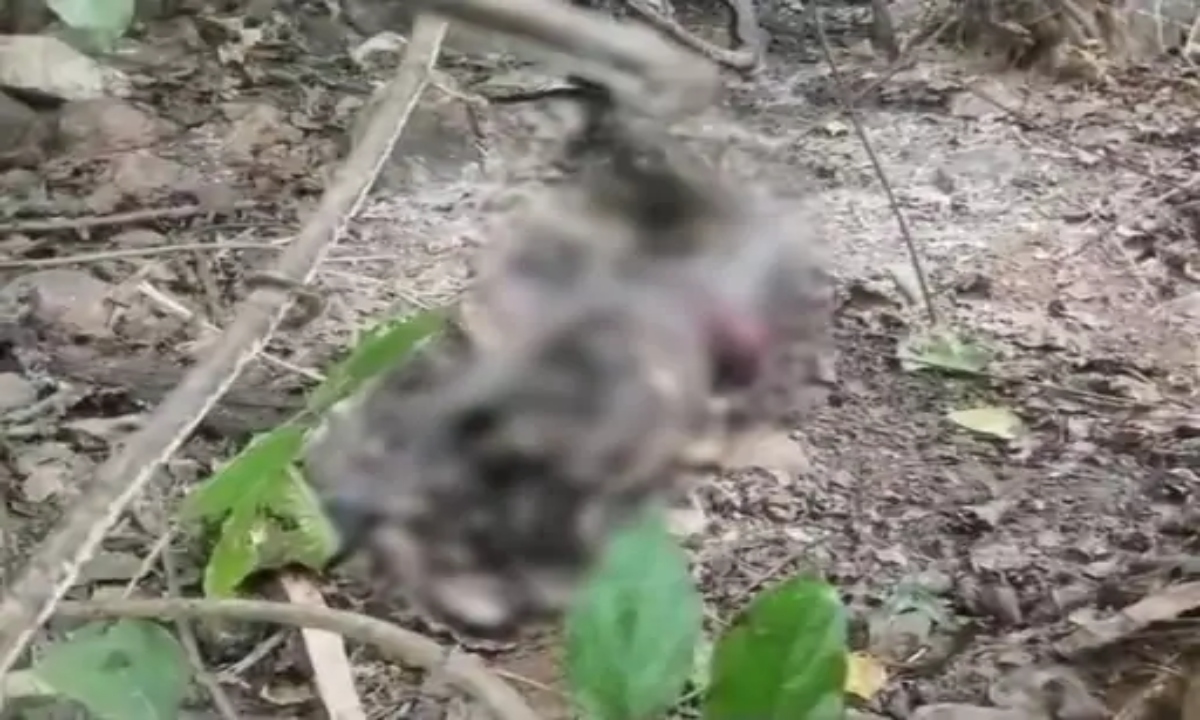 Half-burnt body of woman found: marks tied with saree on legs, suspicion of burning after murder