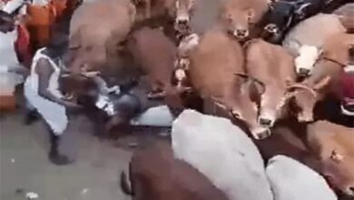 Hundreds of years old unique tradition in Gariaband: Cattle pass over the priest on Govardhan Puja