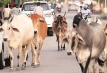 राज्यव्यापी अभियान शुरू: आवारा पशुओं से हादसे रोकने 15 किमी तक निगरानी, हाई-रिस्क जोन में फंसेंगे पशु मालिक