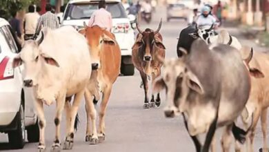 राज्यव्यापी अभियान शुरू: आवारा पशुओं से हादसे रोकने 15 किमी तक निगरानी, हाई-रिस्क जोन में फंसेंगे पशु मालिक