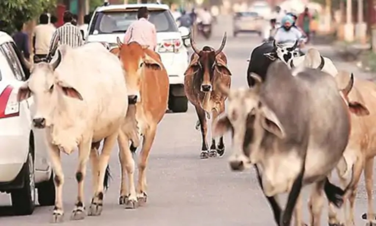 राज्यव्यापी अभियान शुरू: आवारा पशुओं से हादसे रोकने 15 किमी तक निगरानी, हाई-रिस्क जोन में फंसेंगे पशु मालिक