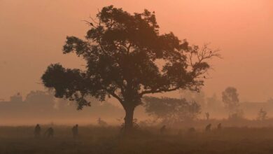 Cold wave intensifies in MP, Badrinath records minus temperature; Delhi is the world's most polluted city