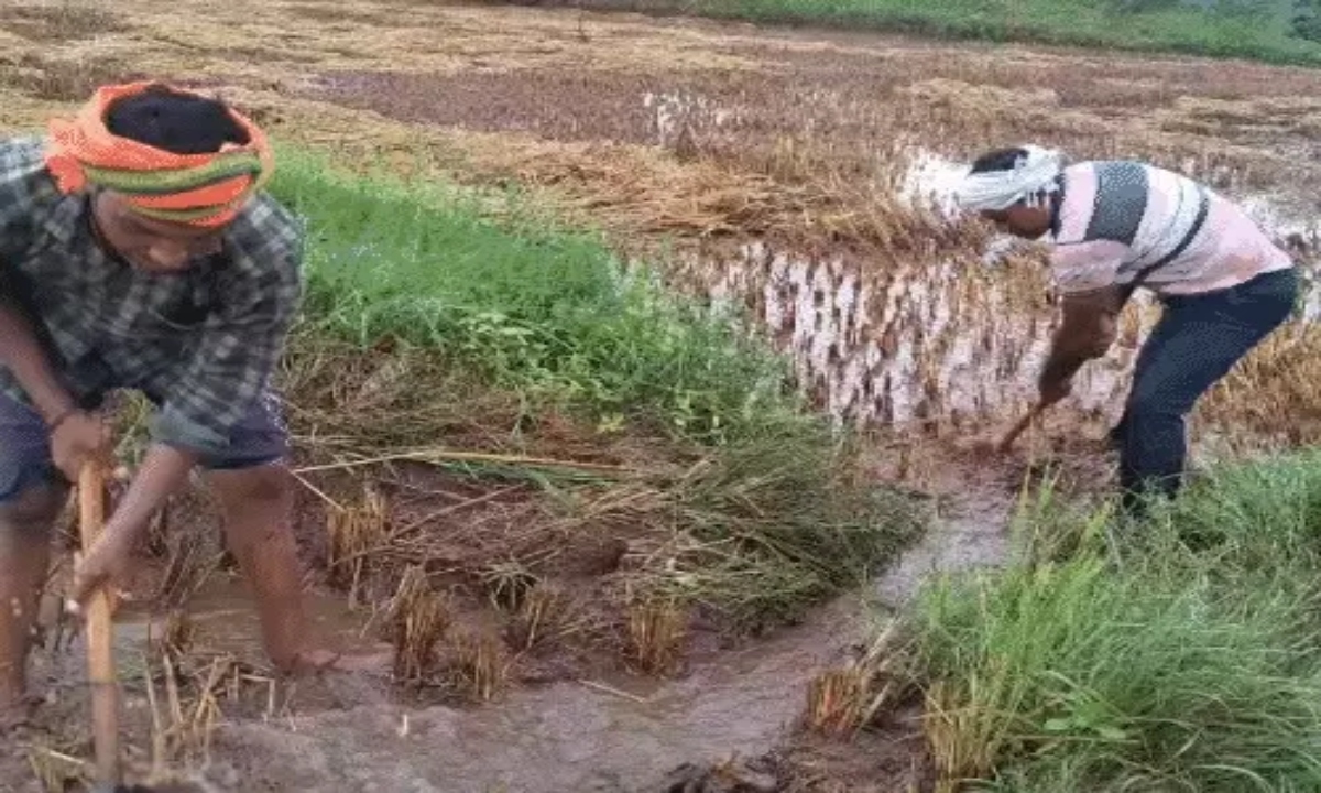 बारिश से बर्बाद हुई फसलें देखकर खेत में ही गिर पड़ा किसान, कवर्धा में भारी नुकसान