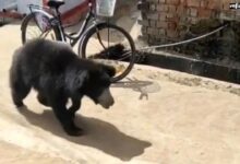 After the female bear died, her cub cried near the body all night, moving people to tears.