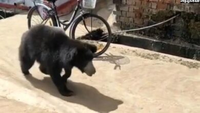 After the female bear died, her cub cried near the body all night, moving people to tears.