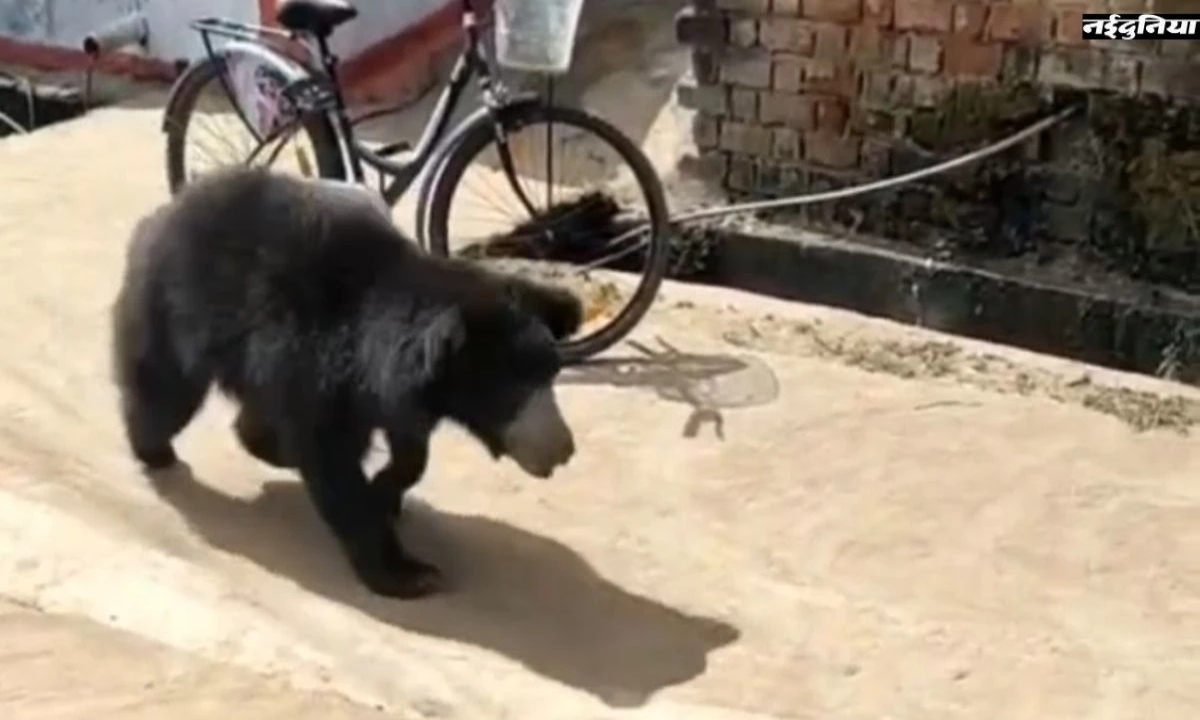After the female bear died, her cub cried near the body all night, moving people to tears.