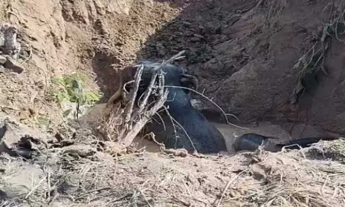 बलौदाबाजार में कुएं में गिरे 4 हाथी सुरक्षित निकाले गए