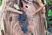 Sal borer infestation in Amarkantak: Thousands of trees have dried up, and a public movement has started to save the forest.