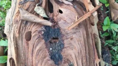 Sal borer infestation in Amarkantak: Thousands of trees have dried up, and a public movement has started to save the forest.