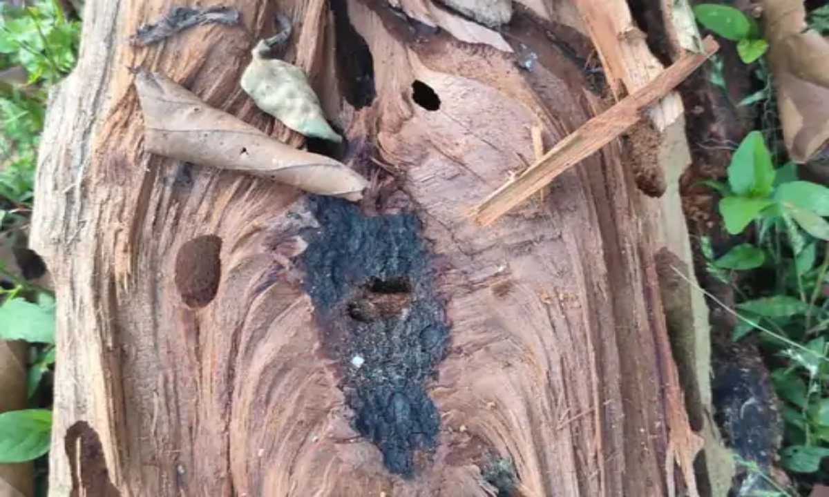 Sal borer infestation in Amarkantak: Thousands of trees have dried up, and a public movement has started to save the forest.