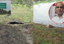 14 cattle died in Gauthan: Sarpanch arrested, police take major action