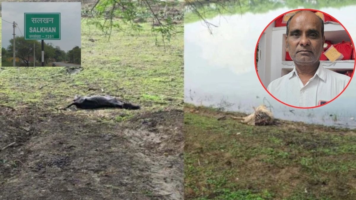 14 cattle died in Gauthan: Sarpanch arrested, police take major action