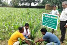 From the sound of gunshots to the fragrance of fruits and flowers: A green miracle unfolds in Bastar.