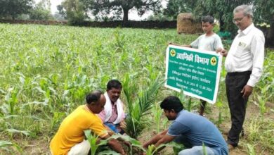 From the sound of gunshots to the fragrance of fruits and flowers: A green miracle unfolds in Bastar.