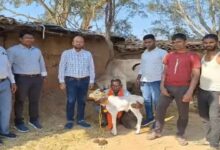 छत्तीसगढ़ में जन्मी दुनिया की सबसे छोटी पुंगनूर गाय