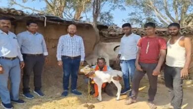 छत्तीसगढ़ में जन्मी दुनिया की सबसे छोटी पुंगनूर गाय