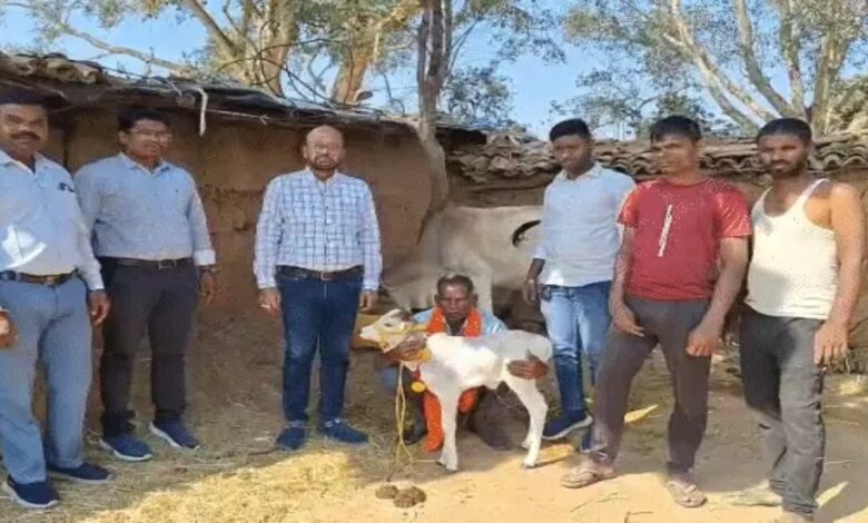 छत्तीसगढ़ में जन्मी दुनिया की सबसे छोटी पुंगनूर गाय