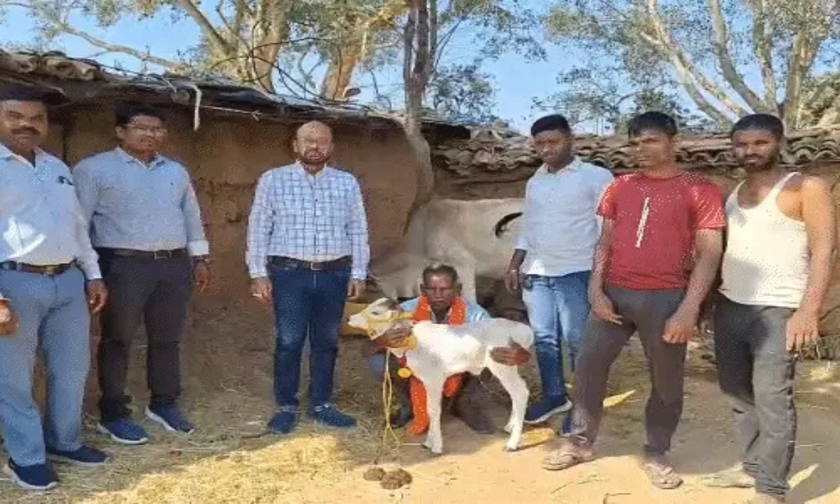 छत्तीसगढ़ में जन्मी दुनिया की सबसे छोटी पुंगनूर गाय