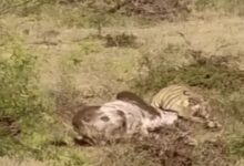 Tiger hunts bull in Ranthambore