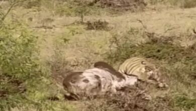 Tiger hunts bull in Ranthambore