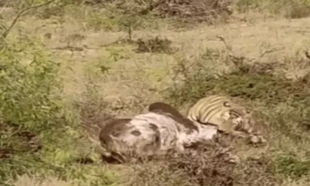 Tiger hunts bull in Ranthambore