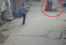 6-year-old boy seriously injured, ear severed in pitbull attack; CCTV video goes viral