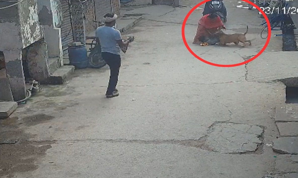 6-year-old boy seriously injured, ear severed in pitbull attack; CCTV video goes viral