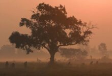 Cold wave intensifies in MP, Badrinath records minus temperature; Delhi is the world's most polluted city
