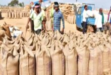 Major pendency in paddy procurement: 11.39 lakh Khasras not entered in the state, worst situation in 10 districts