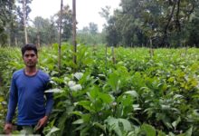 Grafted eggplant technology has transformed a farmer's fortune; Santosh of Adjal earned ₹5 lakh from a single acre.