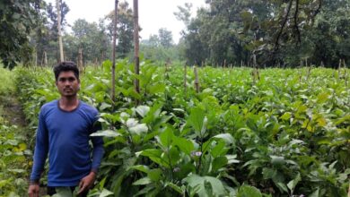 Grafted eggplant technology has transformed a farmer's fortune; Santosh of Adjal earned ₹5 lakh from a single acre.