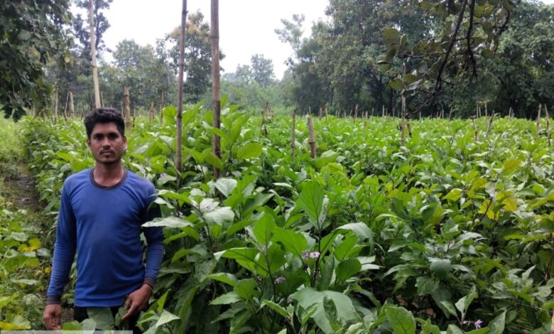 Grafted eggplant technology has transformed a farmer's fortune; Santosh of Adjal earned ₹5 lakh from a single acre.